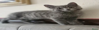Russian Blue Kitten 1