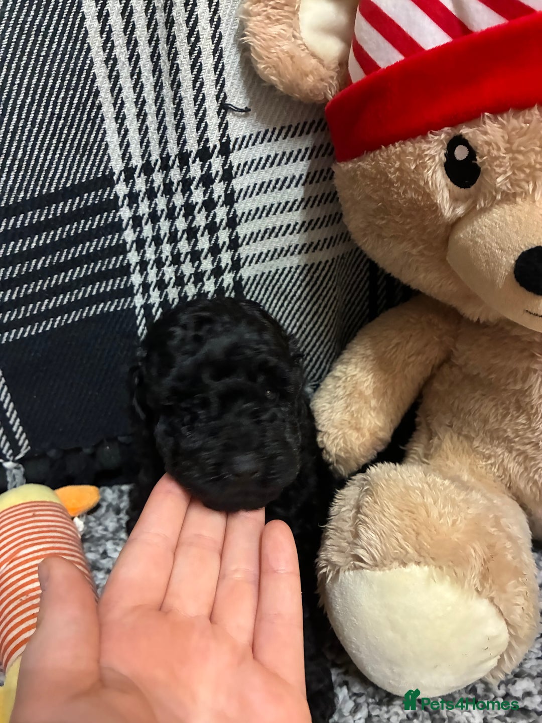 Miniature Poodle dogs for sale: miniature poodles  - Advert 40