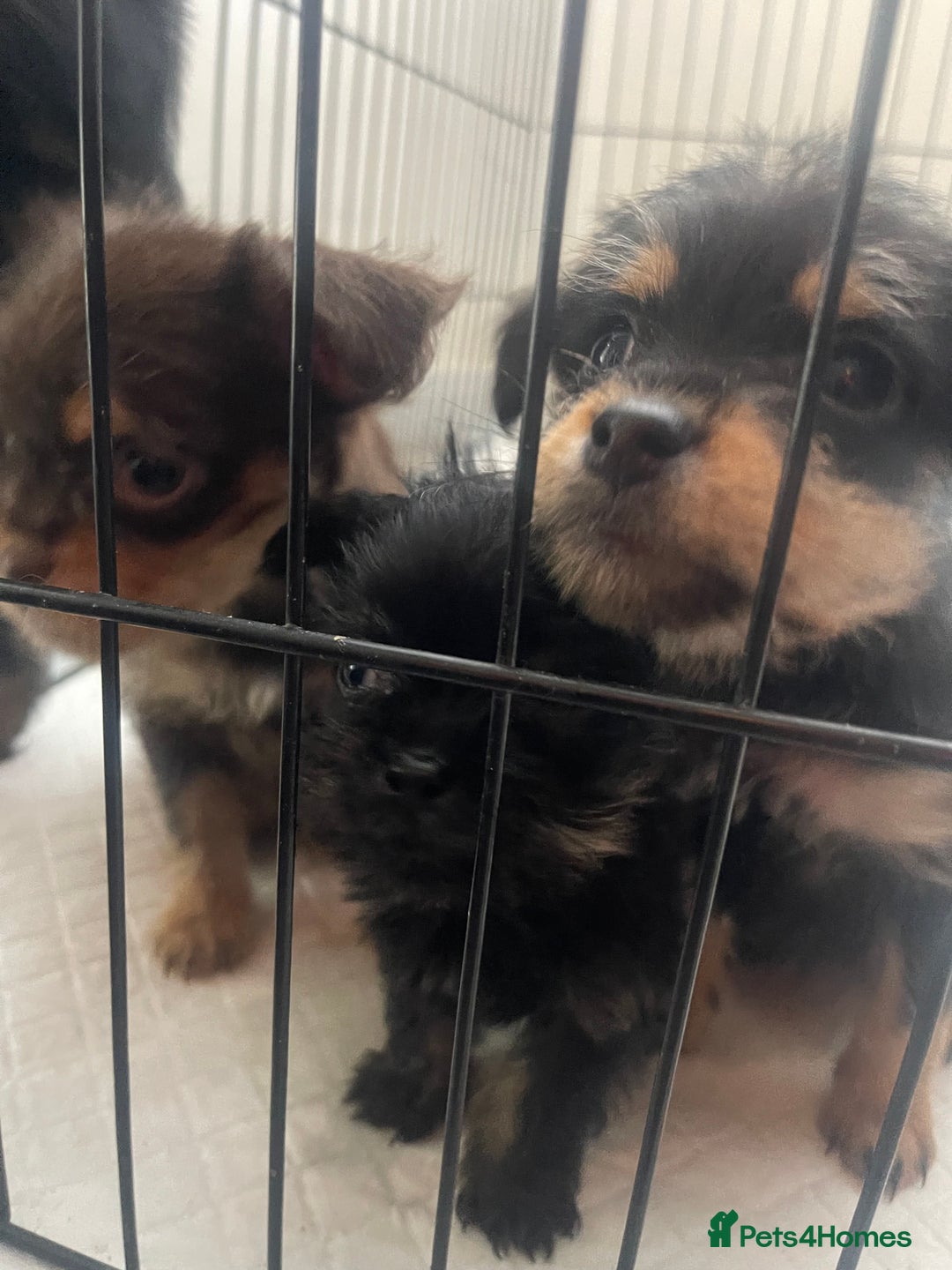 Mixed Breed dogs for sale: Jackapoo/French bulldog  - Advert 30