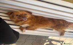 Mixed Breed dogs for sale: Peke-a-Chon puppies 🐶  - Image 23