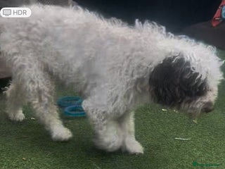 Cockapoo dogs Stunning Cockapoo puppies - Advert 4