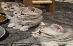 British Shorthair cats for sale: Beautiful BSH Kittens - Image 27