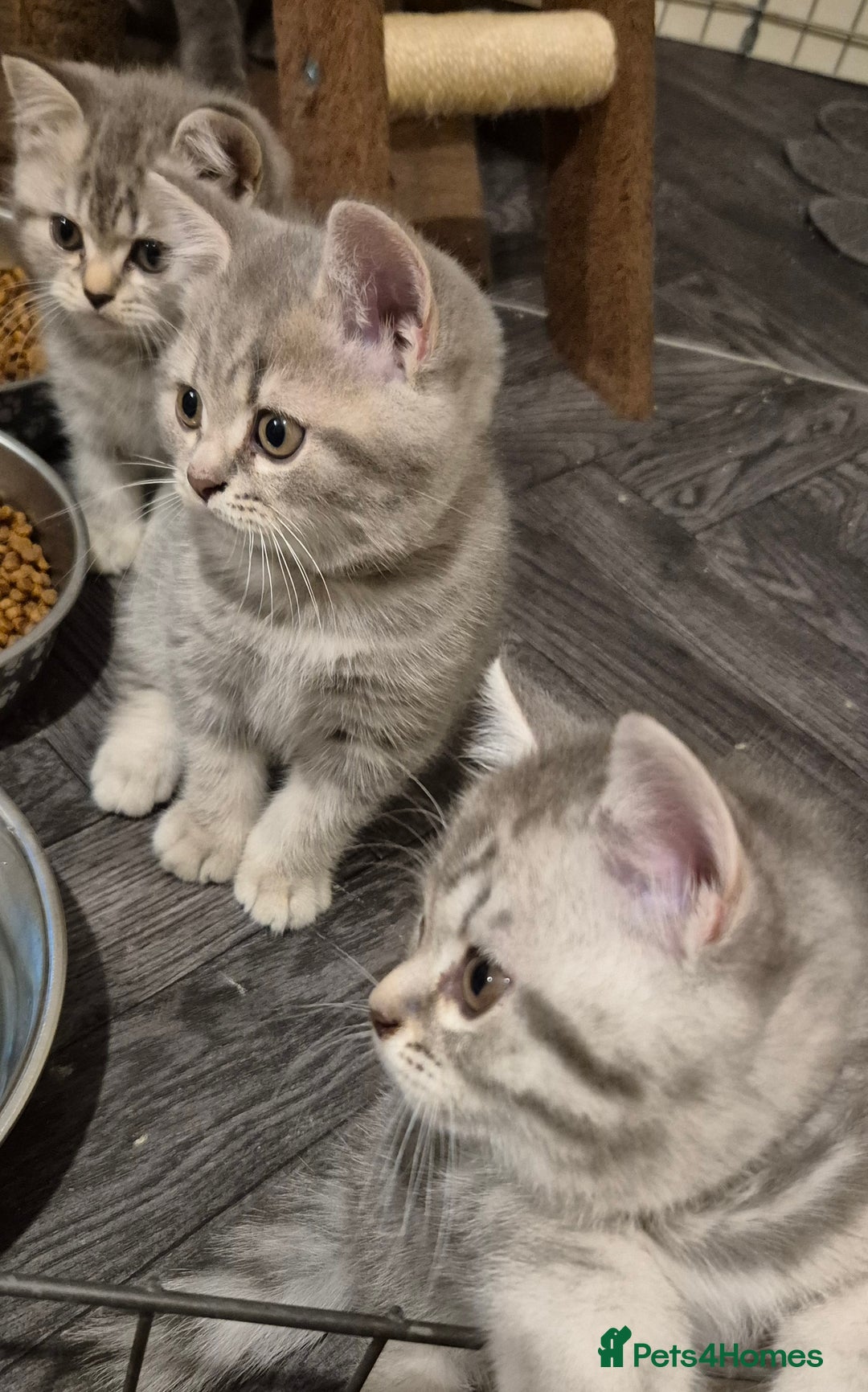 British Shorthair cats for sale: Beautiful BSH Kittens - Image 27