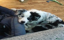 Australian Shepherd dogs for sale: Australian Shepherd Looking For A Loving Home - Image 4
