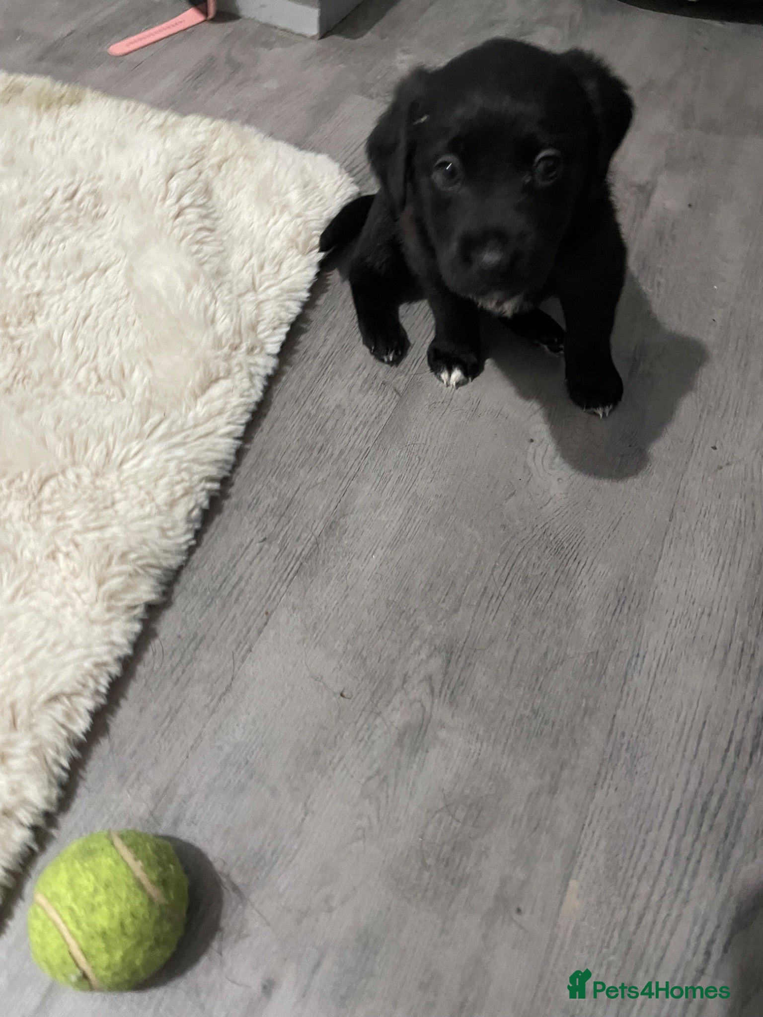 Borador dogs Borador pups for sale - Advert 3