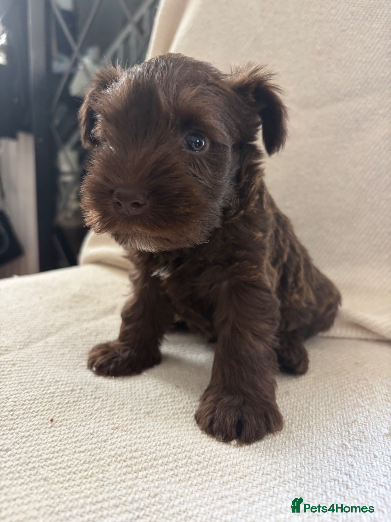 Miniature Schnauzer dogs 6 beautiful mini schnauzer for sale  - Advert 17