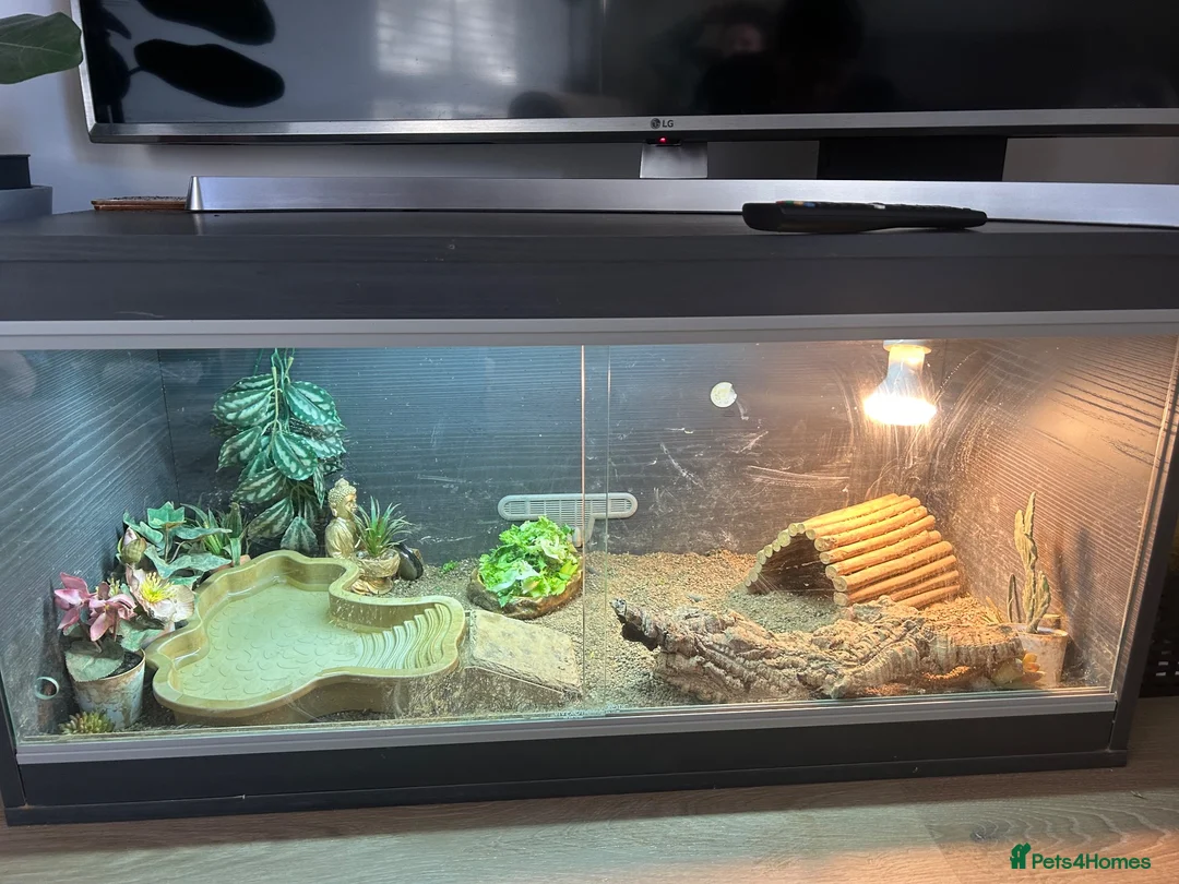 Tortoise reptiles for sale: Horsefield Tortoise  in Accrington - Advert 2