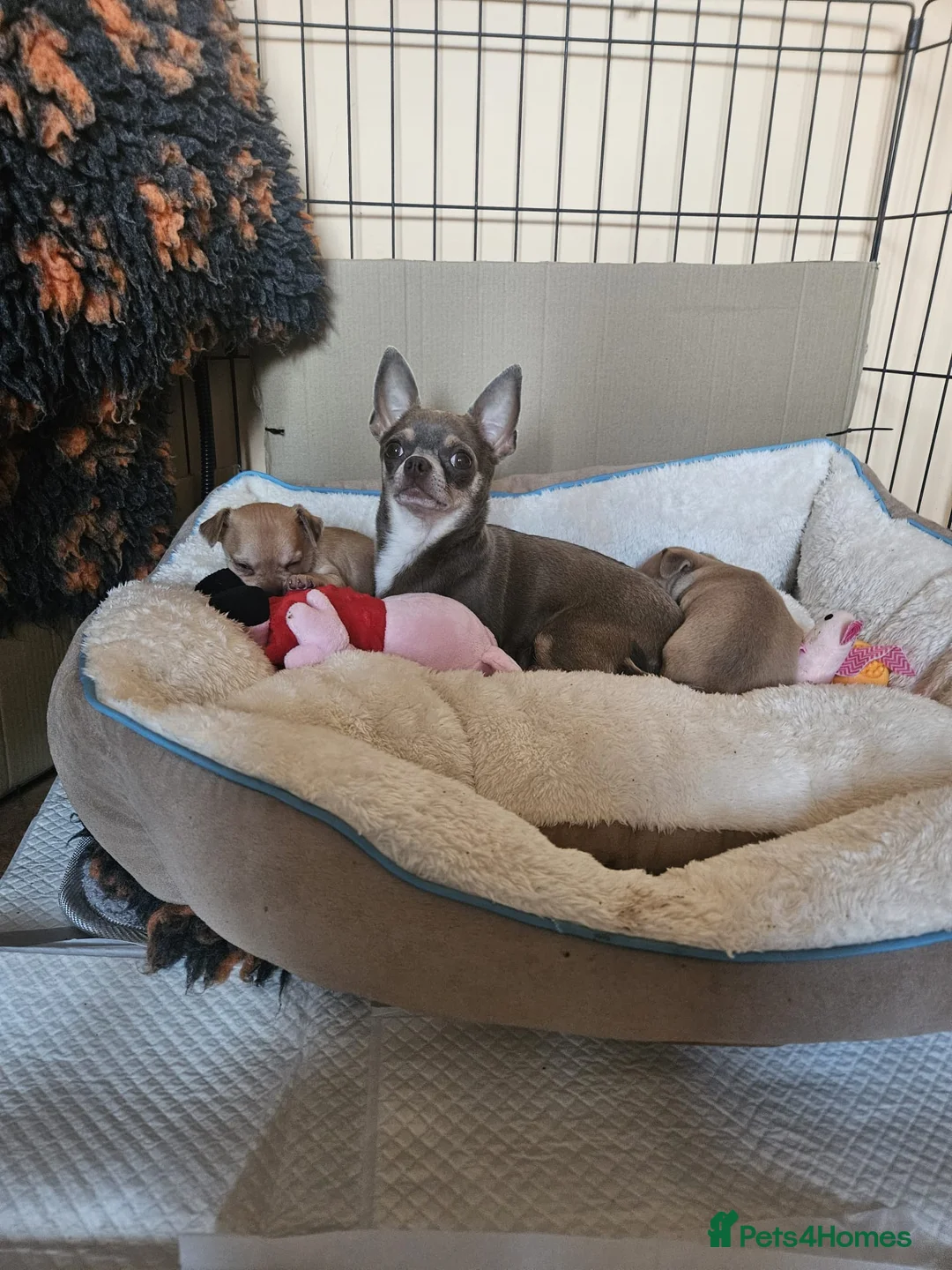 Chihuahua dogs for sale: Adorable chihuahua puppies in Langport - Advert 1