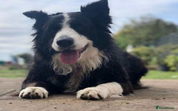 Border Collie dogs for sale: Beautiful Border collie Puppies - Image 2
