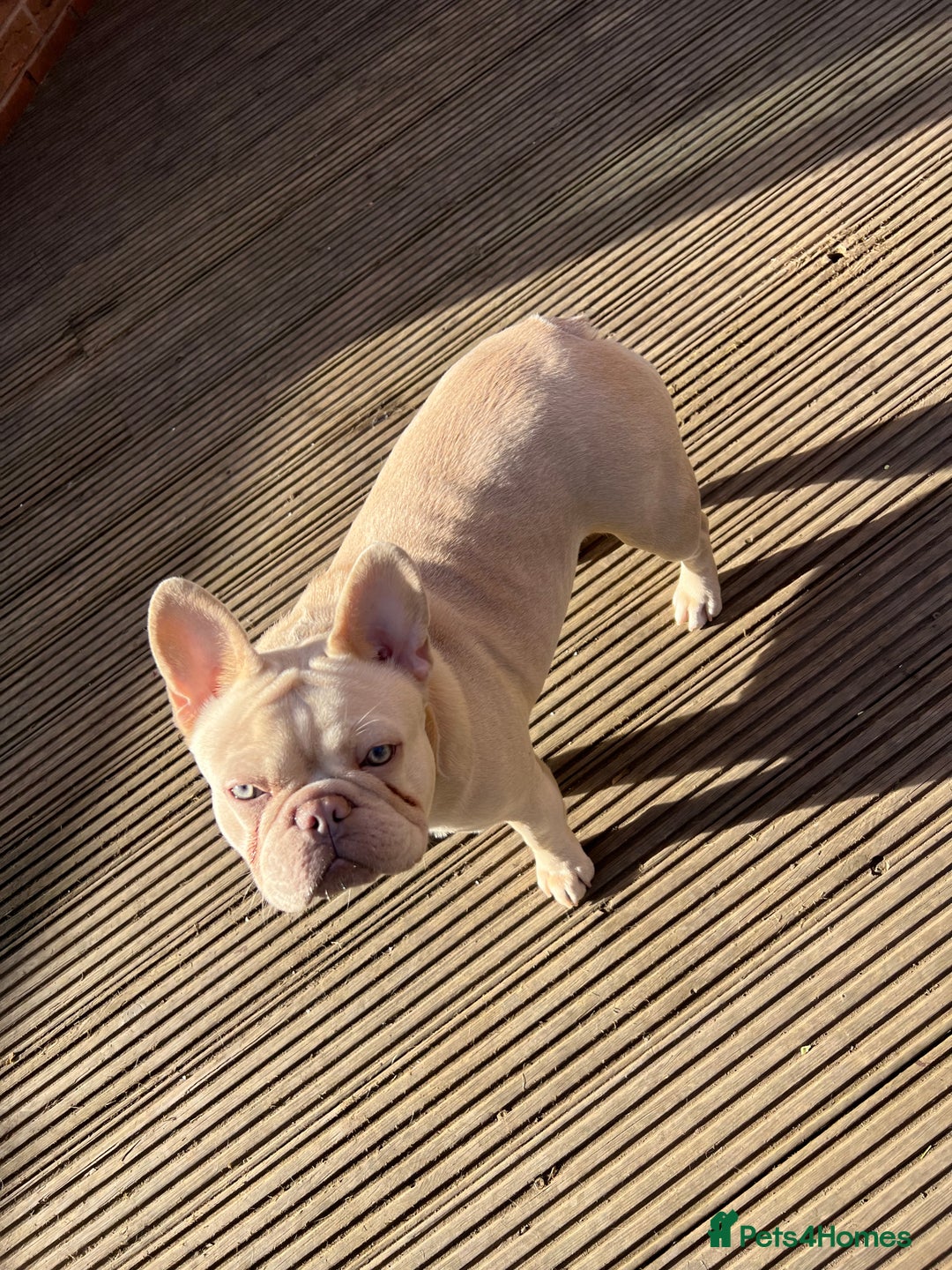 French Bulldog dogs for sale: French bulldogs female platinum lilac and tan - Advert 1