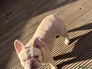 French Bulldog dogs French bulldogs female platinum lilac and tan - Advert 1