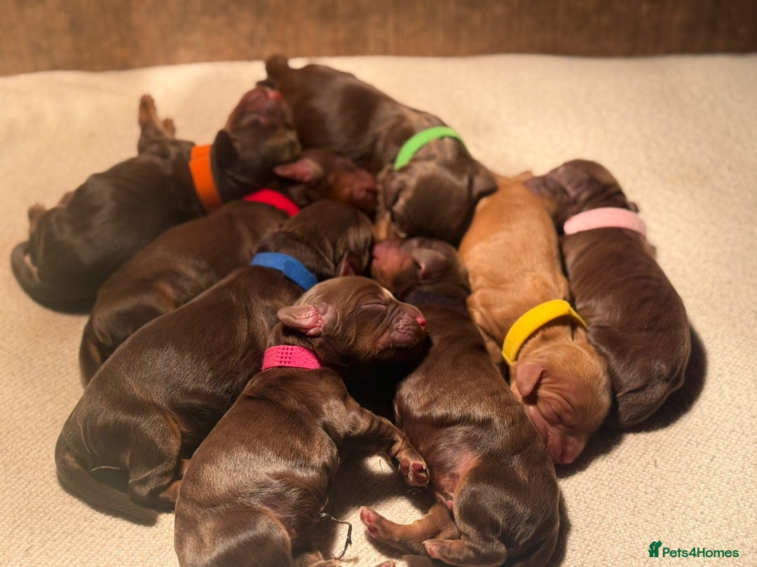 Cocker Spaniel dogs for sale: 8 health checked true quality working cocker pups - Advert 26