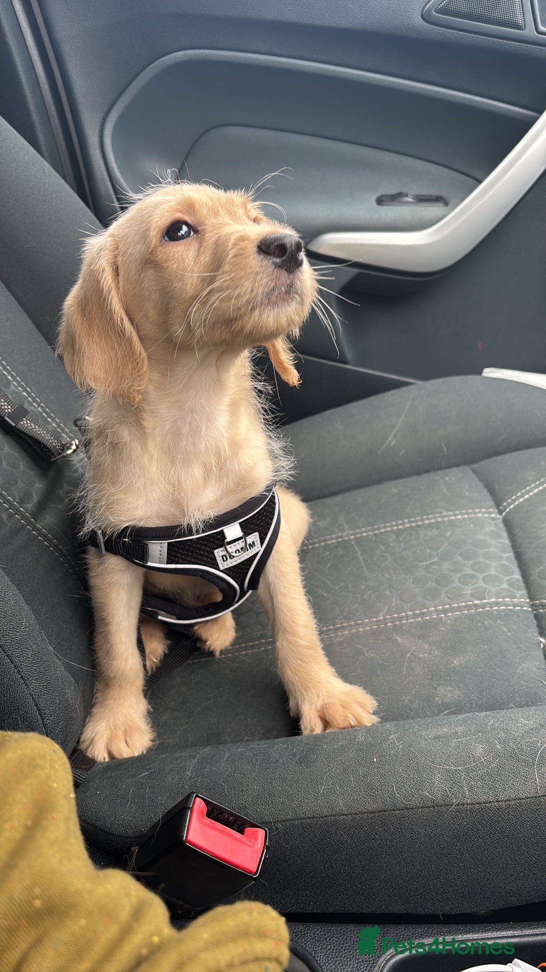 Mixed Breed dogs for sale: Female golden labradoodle  - Image 3