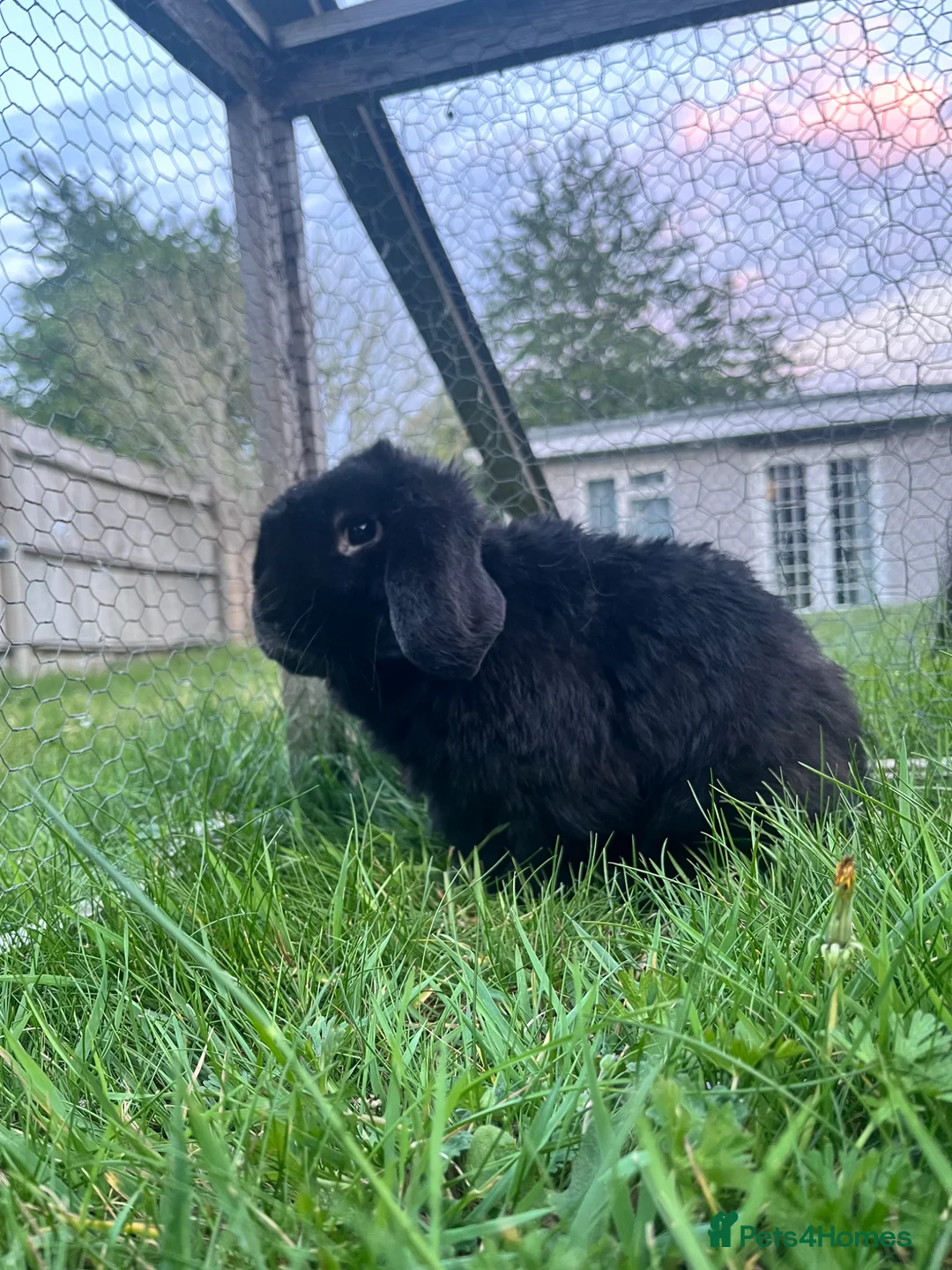Dwarf Lop rabbits for sale: Black male dwarf lop rabbit in Reading - Advert 6