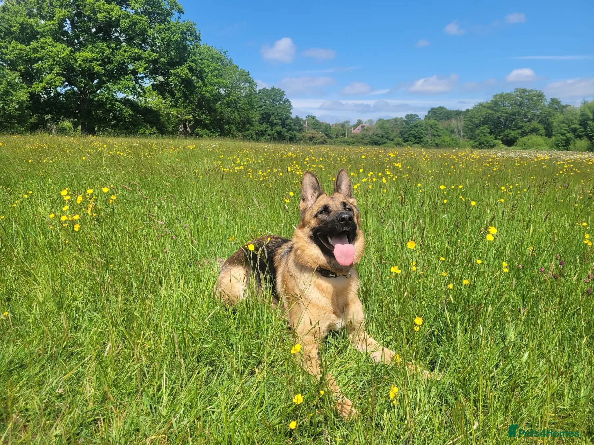 German Shepherd dogs Luna GSD 2 Years - Advert 1