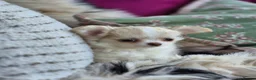 Chihuahua dogs for sale: Amazing Longcoat Apple head Chihuahua Puppies - Advert 23
