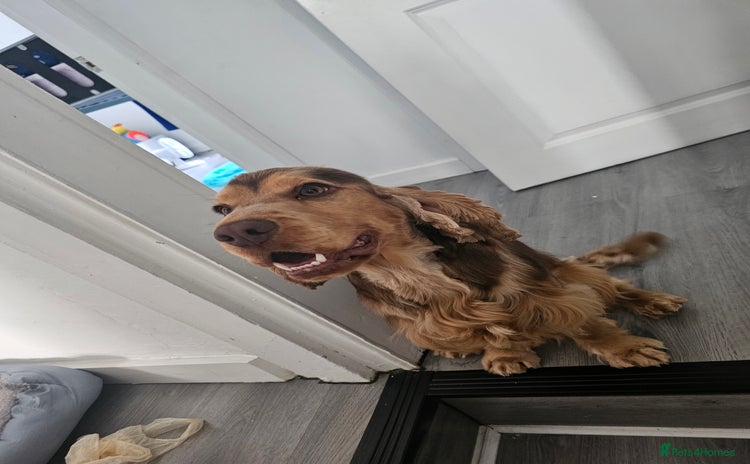 Cocker Spaniel dogs - Advert 2
