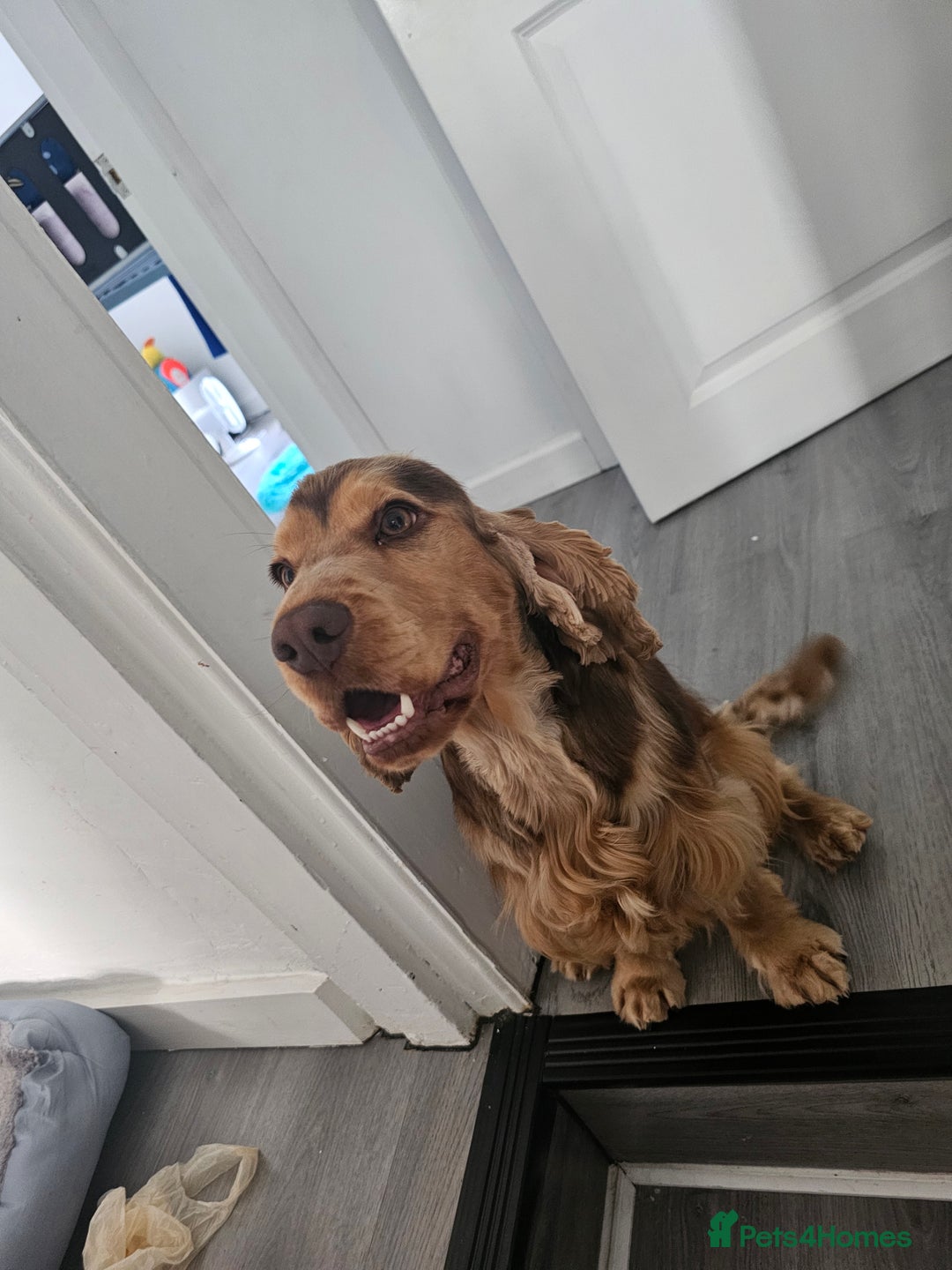 Cocker Spaniel dogs for sale: 1 year old cocker spaniel PLEASE READ! - Image 1