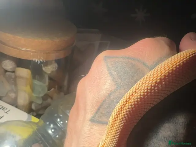 Python Snake reptiles for sale: purple line, extreme red, albino, hognose snake - Advert 2