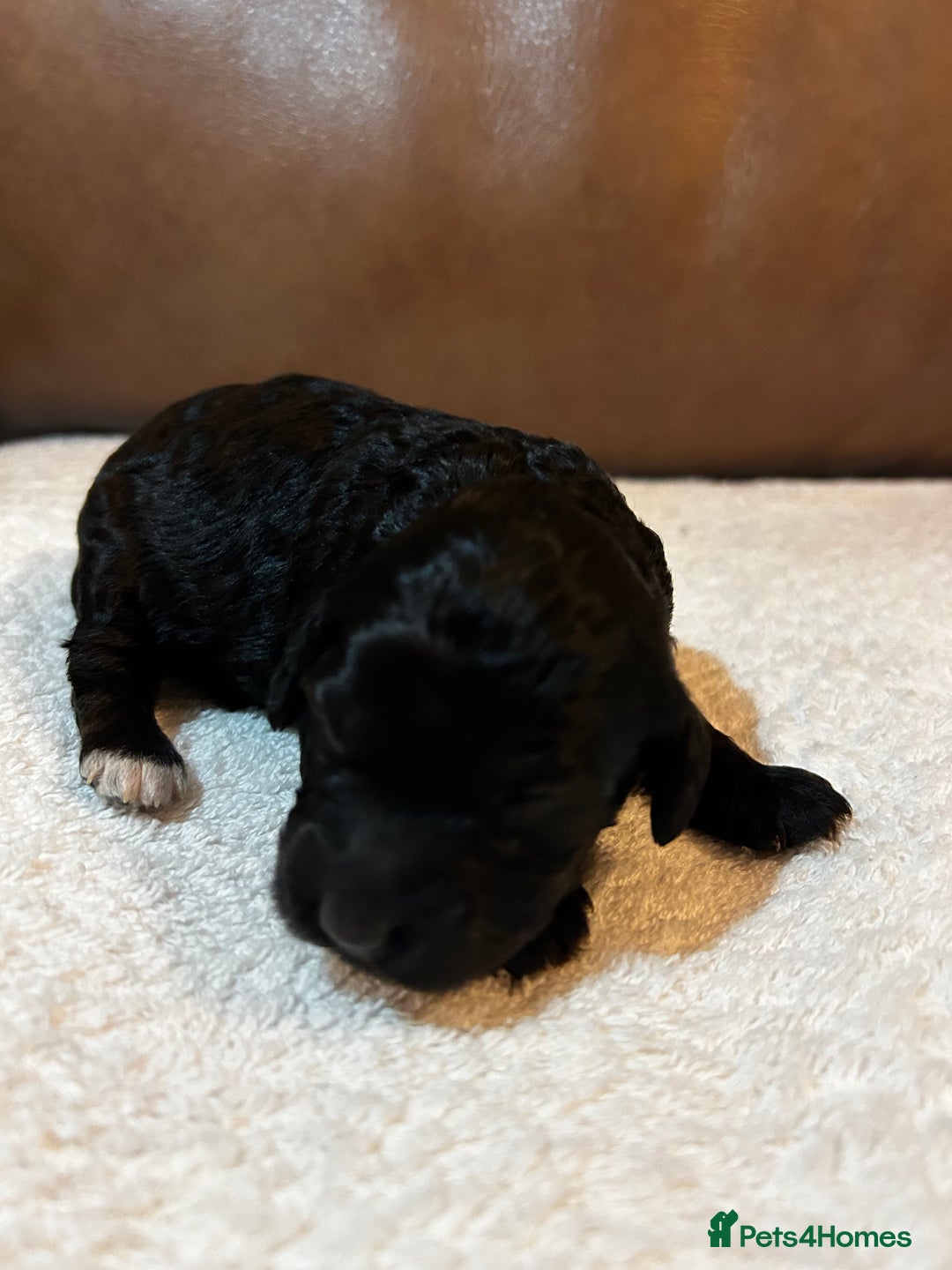 Cockapoo dogs for sale: Toy Cockapoo’s  - Advert 7