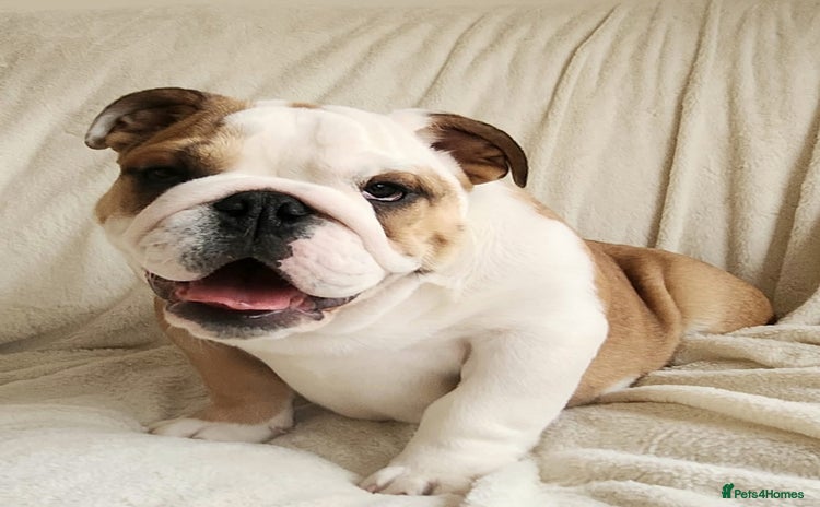 English Bulldog dogs - Advert 2
