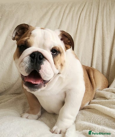 English Bulldog dogs - Advert 3