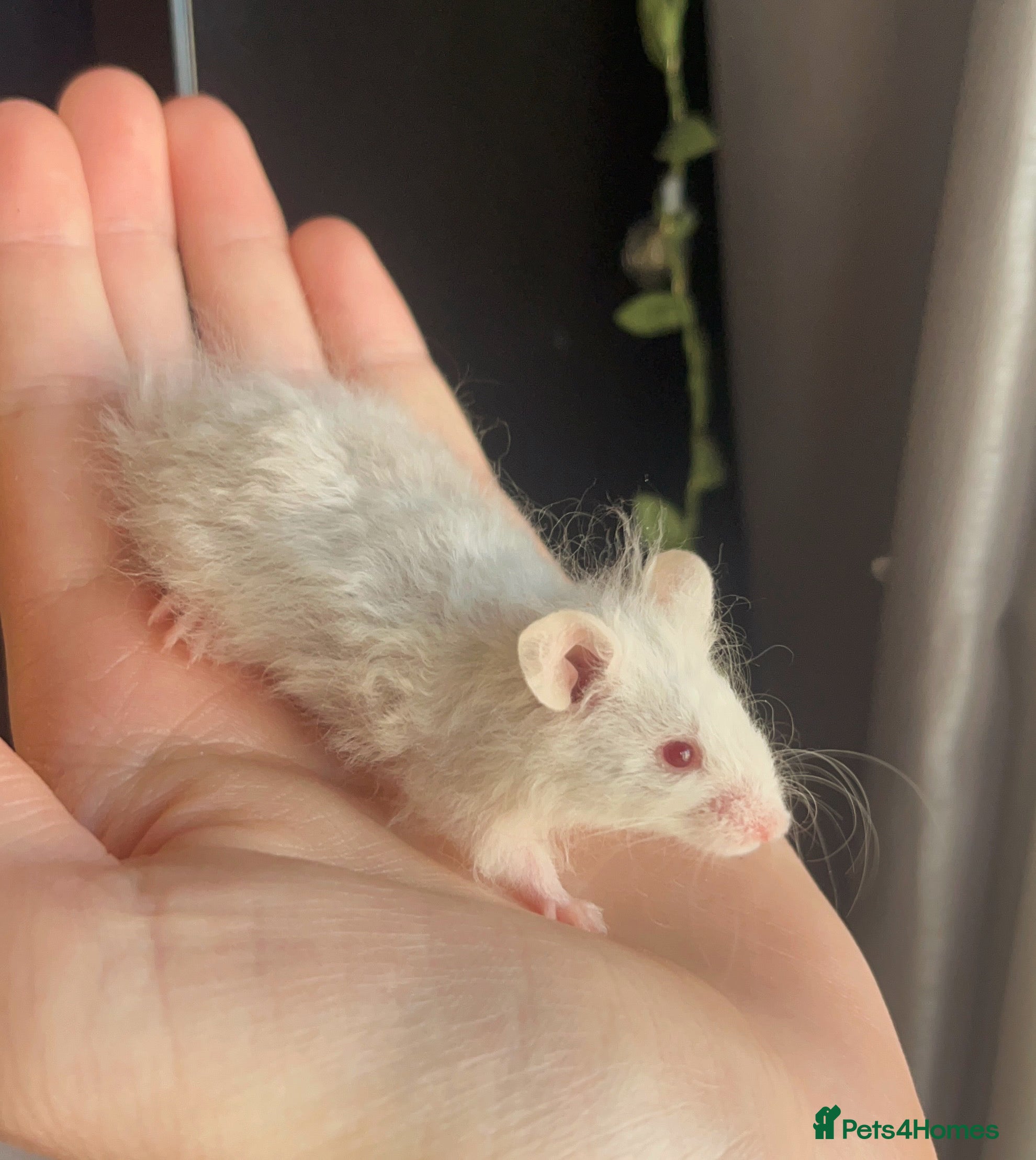 Mouse rodents Ethically Bred Fancy Mice - Advert 3