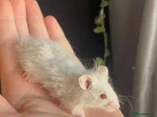 Mouse rodents Ethically Bred Fancy Mice - Advert 3