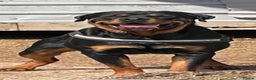 Rottweiler dogs for sale: Chunky Rottweiler puppies! - Advert 4