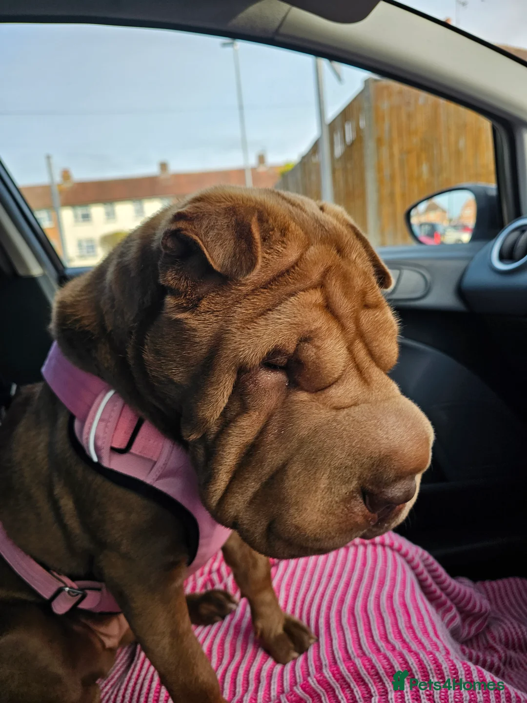 Shar Pei dogs for sale: Shar pei  - Advert 3
