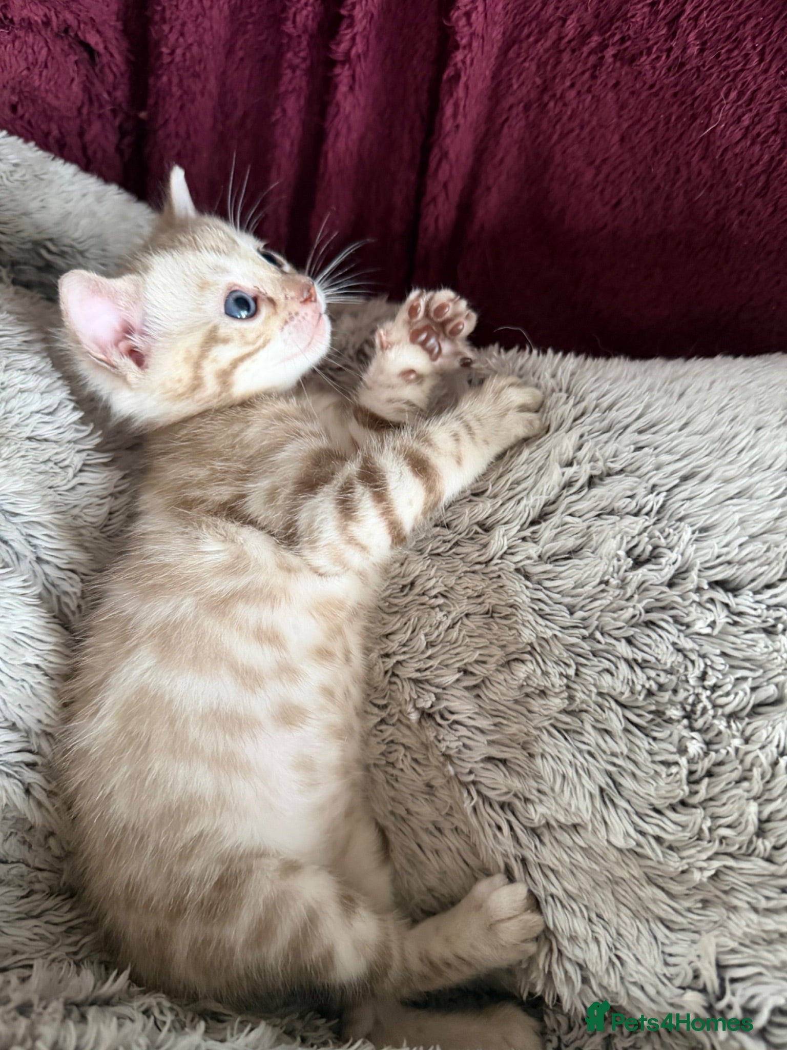 Bengal cats Ariel Du Mont D'Even-TICA Registered Bengal Kitten - Advert 2