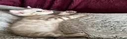 Bengal cats for sale: Champion bloodlines TICA Registered Bengal Kitten  - Advert 6
