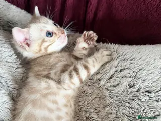 Bengal cats Almost 8 weeks old Pure Snow Lynx Bengal Kitten - Advert 5