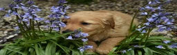 Golden Retriever dogs for sale: *Beautiful KC, DNA clear Golden retriever pups* - Advert 12