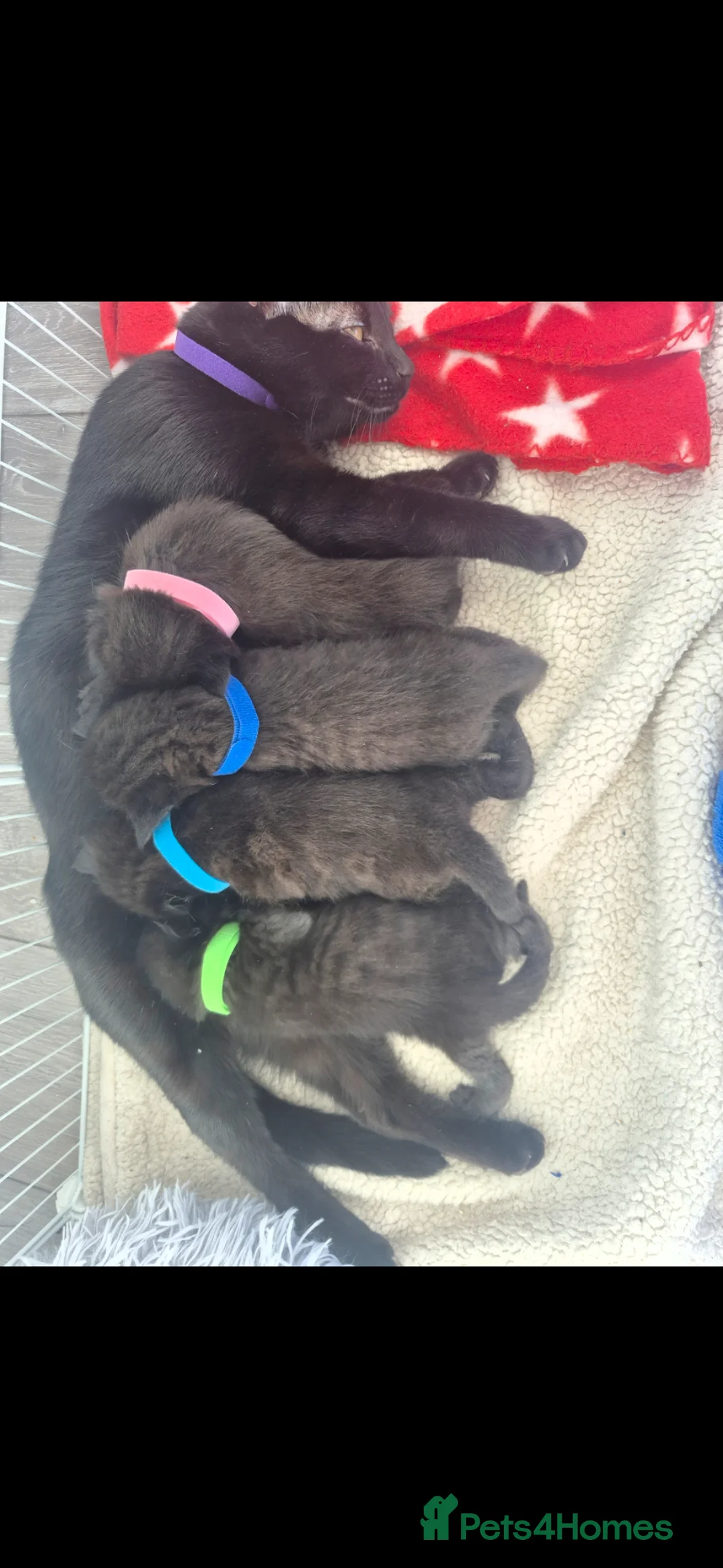 Domestic Shorthair cats for sale: 4 Black and Grey Kittens - Advert 1