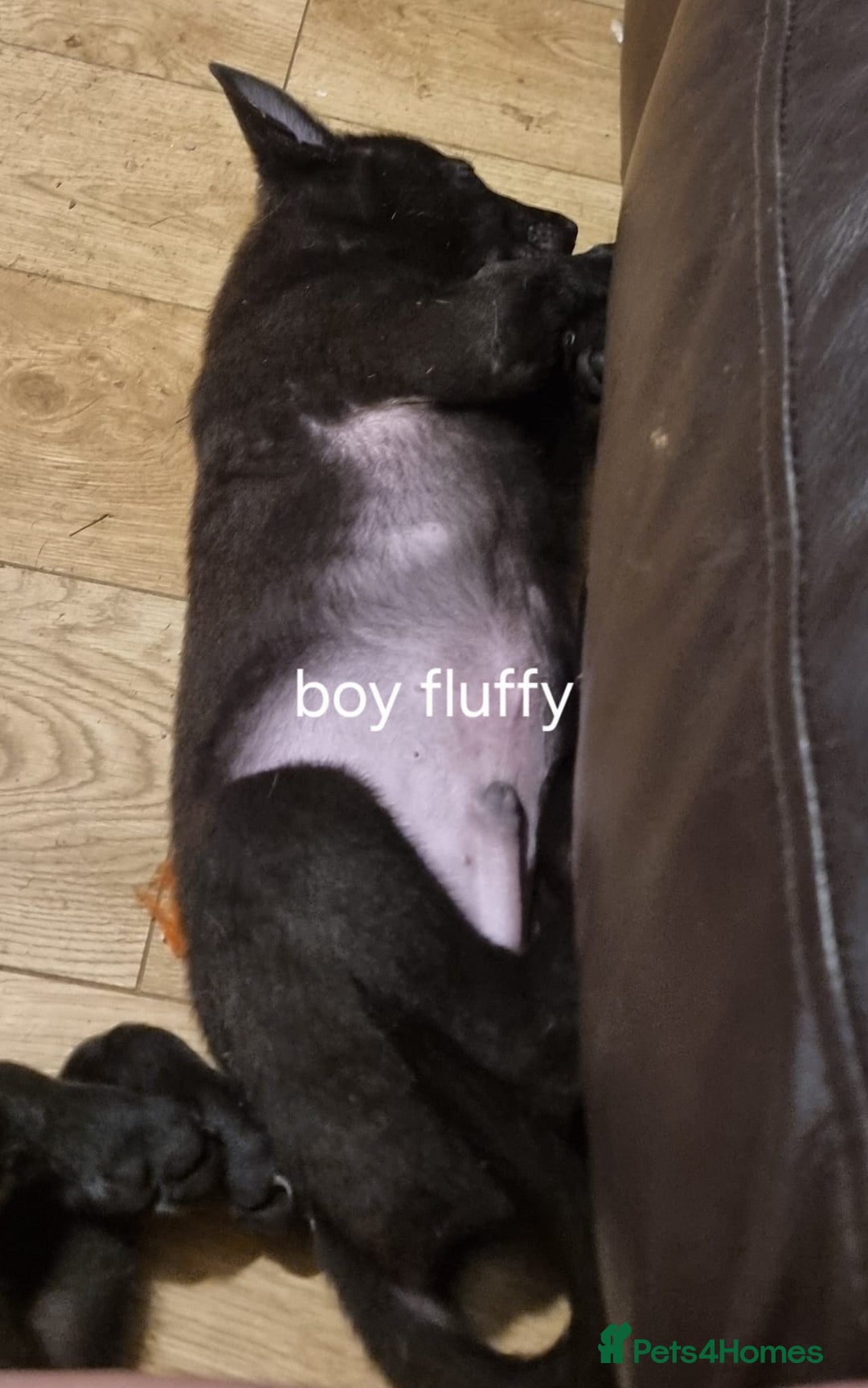 Belgian Shepherd Dog dogs for sale: BELGIAN MALINOIS PUPPIES  - Image 4