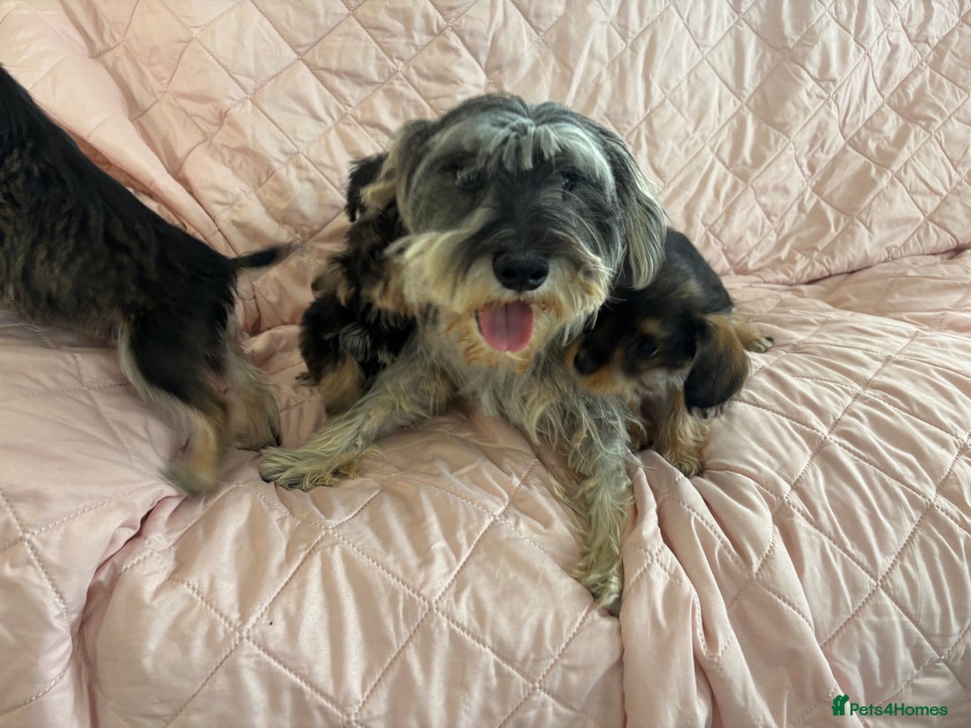 Schnoodle dogs for sale: *Stunning Shnoodles* - Image 6
