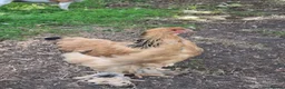 Chickens poultry for sale: Pair of Buff Columbian Brahma large fowl    - Advert 4