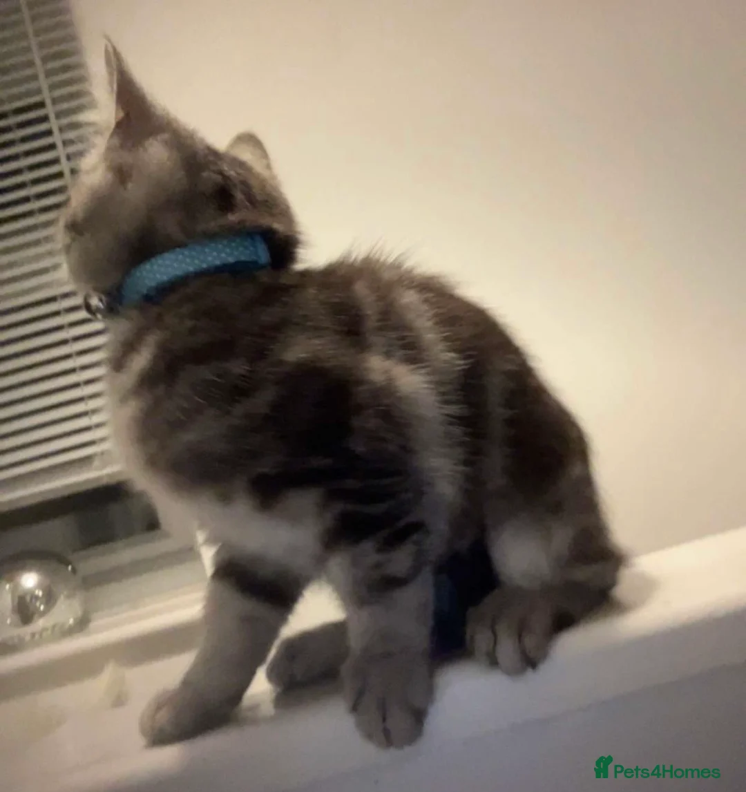Mixed Breed cats for sale: British Shorthair cat and kitten 🐈 - Advert 2