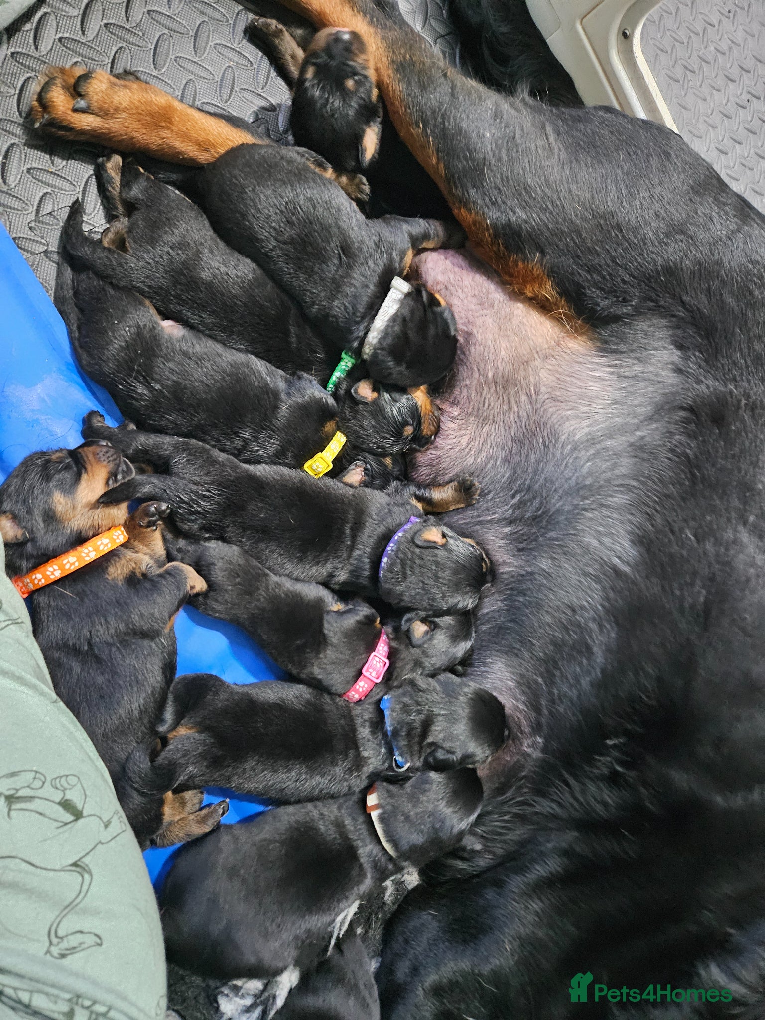 Rottweiler dogs 11 rottweiler puppies looking for forever homes - Advert 2