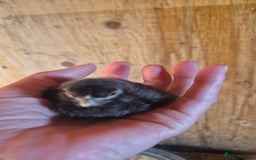 Ducks poultry for sale: Indian runner ducklings/pikin bantam's - Image 7