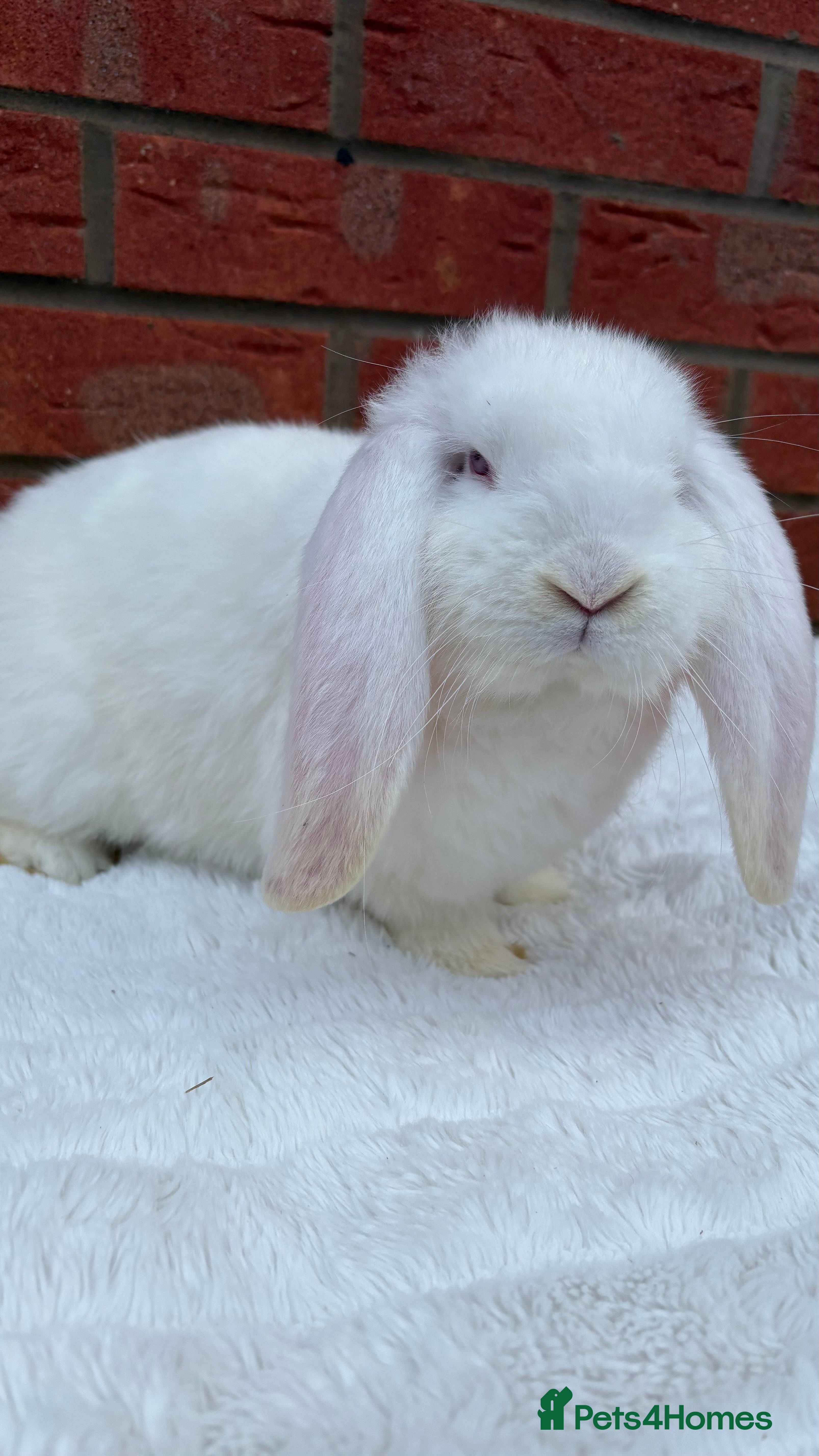 French Lop rabbits REW Boy. Ready this weekend.  - Advert 1