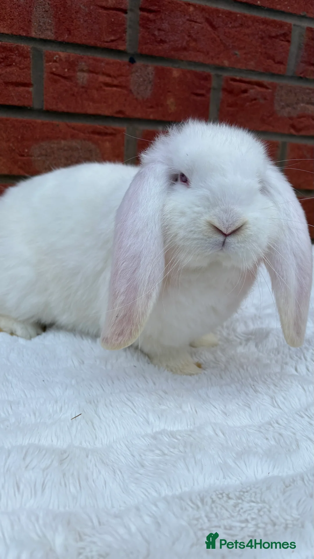 French Lop rabbits for sale: REW Boy. Ready this weekend.  - Advert 1