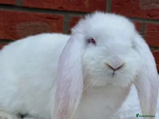 French Lop rabbits REW Boy. Ready this weekend. - Advert 14