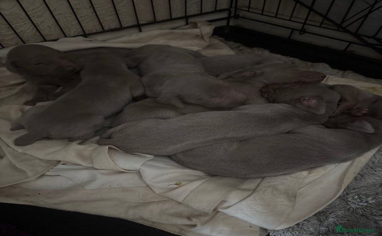 Weimaraner dogs - Advert 1
