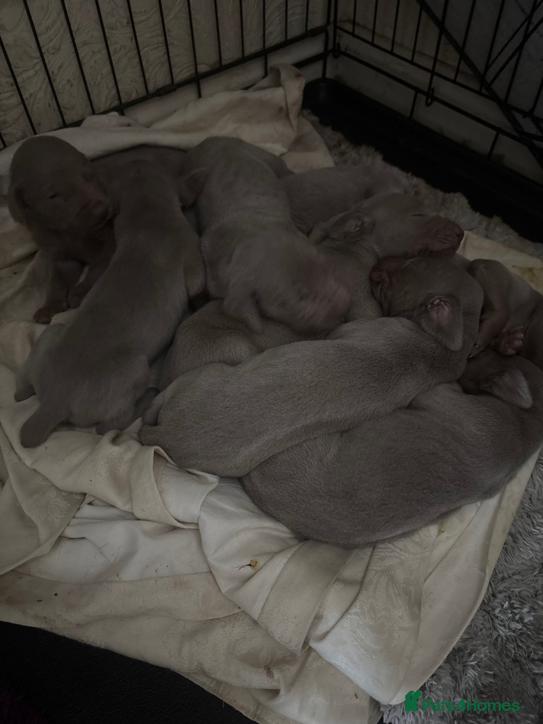 Weimaraner dogs for sale: Kc reg Weimaraner - Image 1