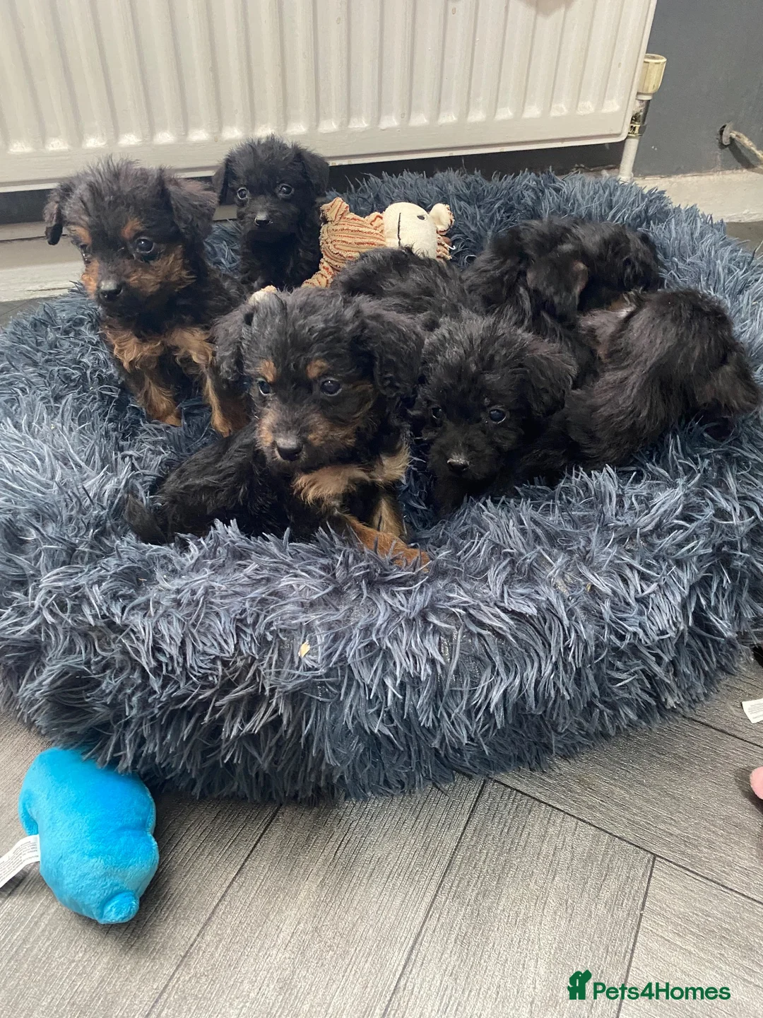 Mixed Breed dogs for sale: 6  Lakeland x poodle pups  in Bradford - Advert 1