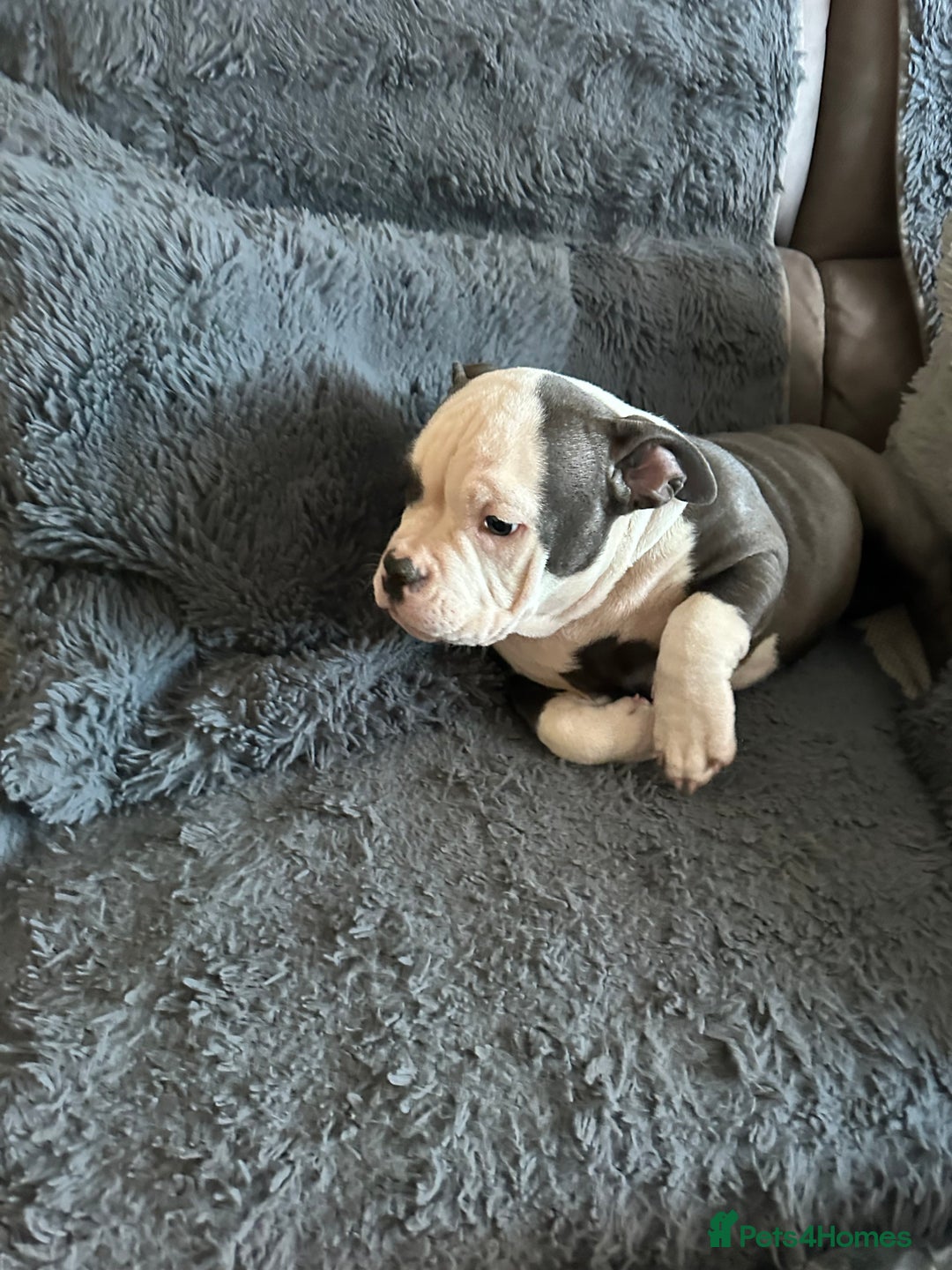 American Bully dogs for sale: 🐾 ABKC Registered Micro/Pocket Bully Puppies! 🐾 - Advert 38