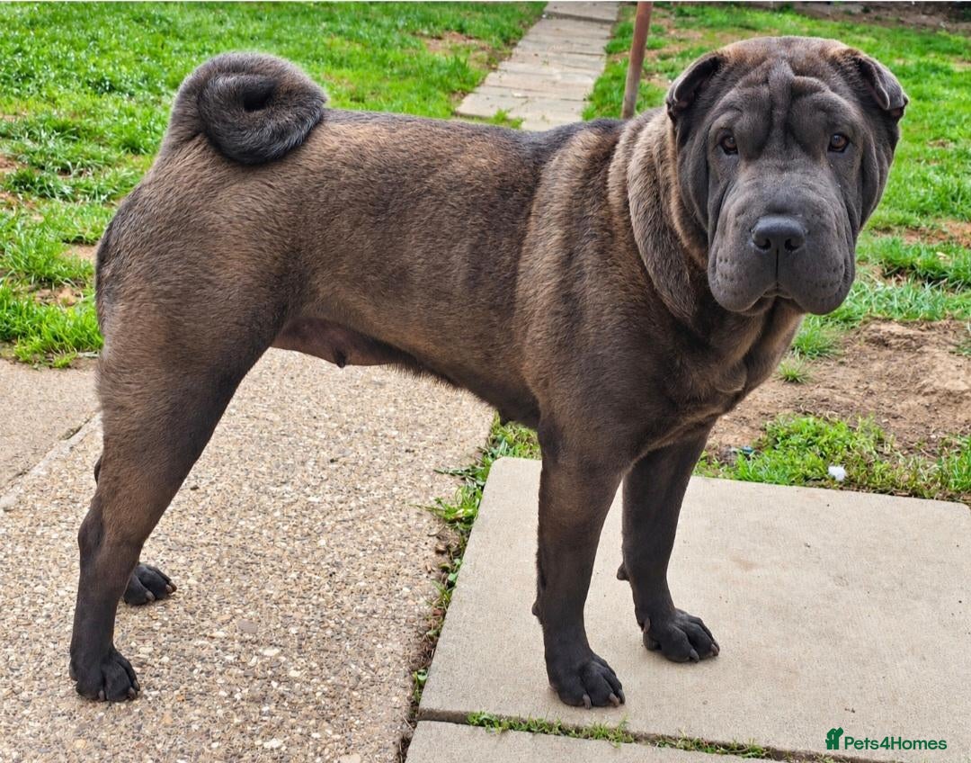 Shar Pei dogs KC Shar Pei - Advert 2