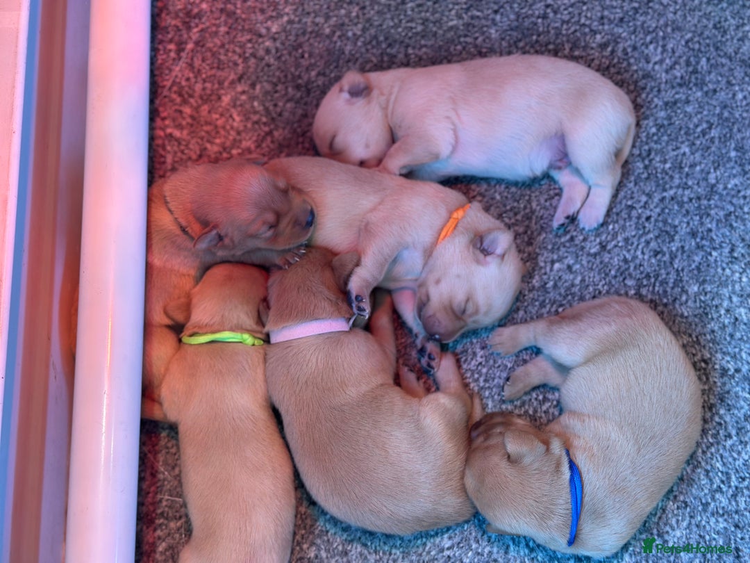 Labrador Retriever dogs for sale: Labrador puppies  - Image 2